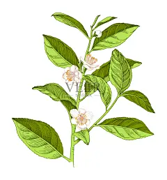 手绘茶树花枝插画图片素材