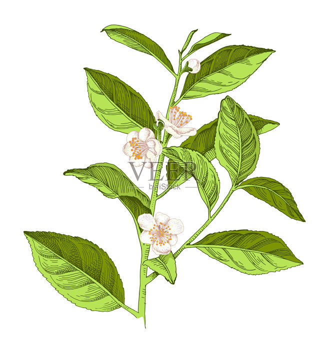 手绘茶树花枝插画图片素材
