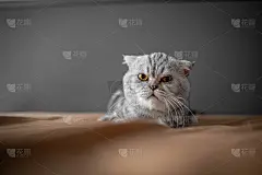 苏格兰折耳猫真可爱。