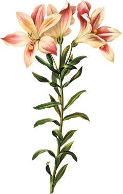手绘花朵png_百度图片搜索