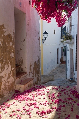 在狭窄的街道上，bougenvillia...