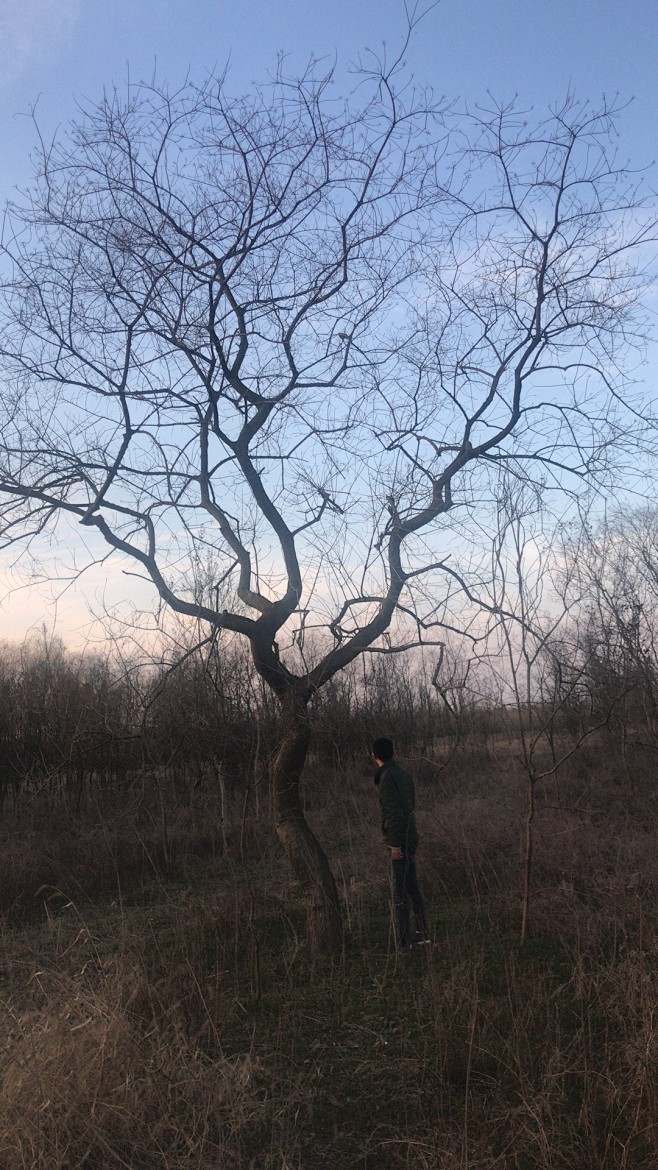 乌桕20cm