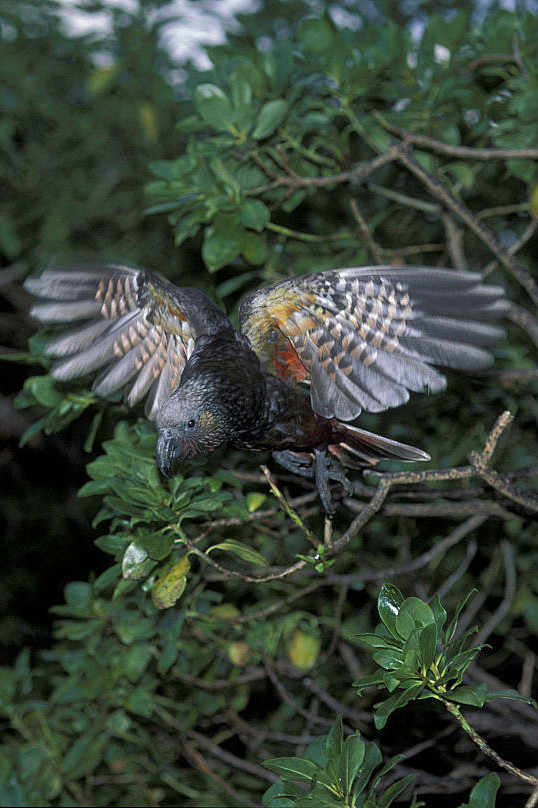 鹦形目·鸮鹦鹉科·啄羊鹦鹉属:白顶啄羊鹦鹉(卡卡鹦鹉)