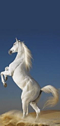 A white horse.