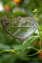 Flutterbys / Clouded Mother of Pearl Butterfly - Bridgetown, England