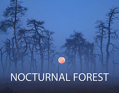 Nocturnal Forest