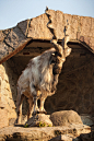 捻角山羊（偶蹄目·反刍亚目·牛科·羊亚科·山羊属）以那对卷曲的、螺旋形的大角而著称，是巴基斯坦的国兽，受到巴基斯坦的法律严格保护。