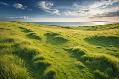 大自然嫩草摄影图