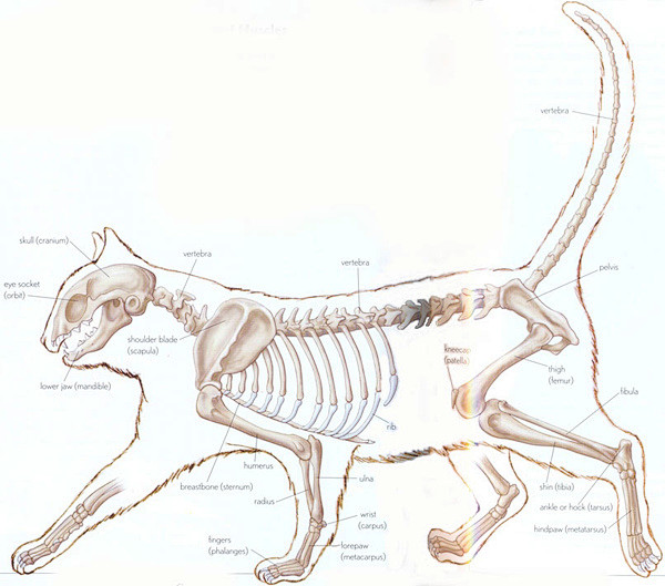 “猫 骨骼”的图片搜索结果