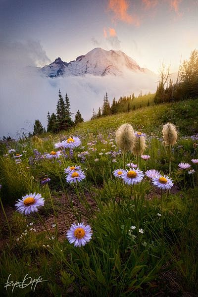 Mt Rainier National ...