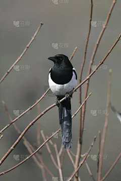 喜羊羊， 皮卡皮卡