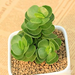 夜531采集到多肉植物