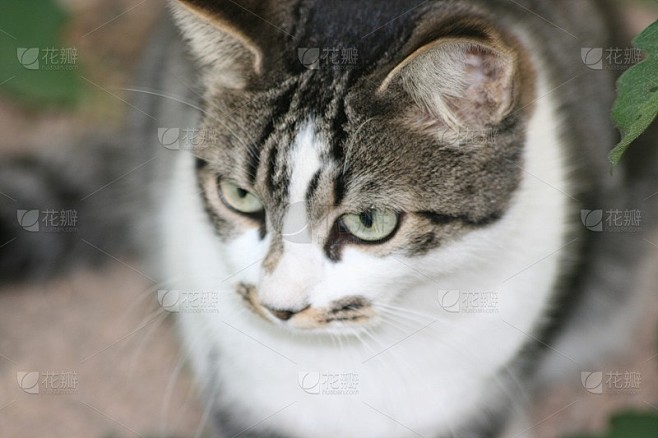 动物……猫、狗、松鼠、鸟……美丽的