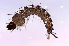 雌性蚊子 按蚊属 昆虫 传播疟疾或疟疾 高清壁纸 寄生虫病 寄生虫