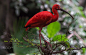 Scarlet ibis on the branch by Toshihiro (Bill) Shoji on 500px