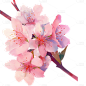 粉色樱花花朵