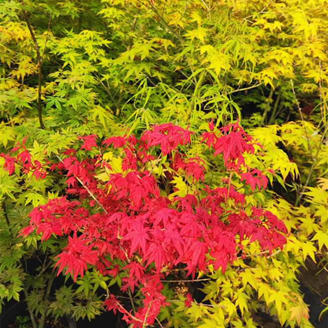 日本红枫 乙女樱 日式花园植物庭院树大苗...