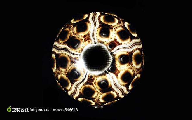 精美海洋生物贝壳高清桌面图片素材