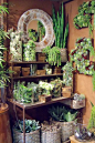 Beautiful arrangement of succulents: 