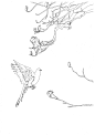 《啼白》：以花鸟为主题素材的原创手绘白描插画，因为主体是一只鸽子而且是白描画就想着叫《咕白》但是女朋友说有那么一点点难听所以换了个名。