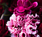 艳丽 盛开 花朵 花瓣 倔强 个性 执着 绽放自我 自然 紫红 壁纸 背景