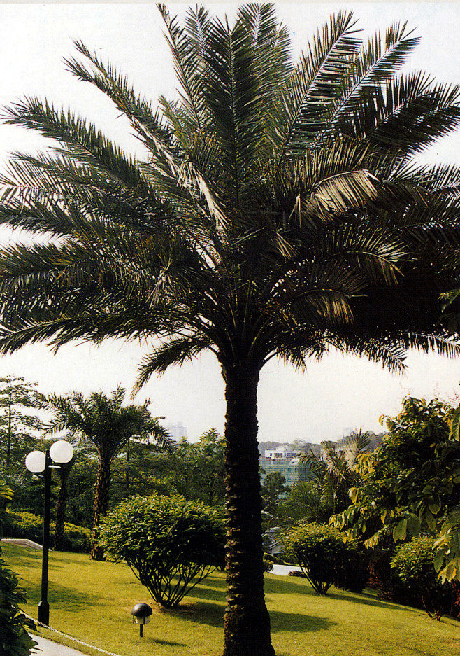 海枣 Phoenix dactylifera Linnaeus