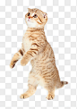 站立的猫png产品实物➤来自 PNG搜索网 pngss.com 免费免扣png素材下载！动物#猫#橘色#站立##