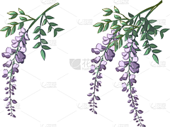 白浅Beryl采集到紫藤花