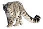 豹子PNG