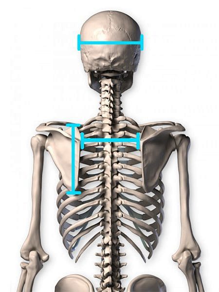 6-Scapula-Size_2