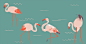 Flamingo wedding cards on Behance