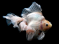 镏金金鱼 的主要特征是体型短而圆，眼球正常，头尖，各鳍发达，四开大尾，尾鳍叉多在4叶以上。是一种观赏性鱼类。