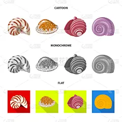 动物,品牌名称,海螺,夏天,螺线,自然,图像,矢量,装饰,收集