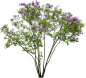 丛生紫薇