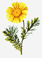 黄色的花