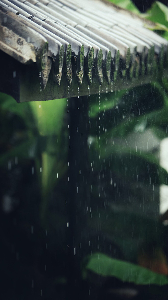 听雨