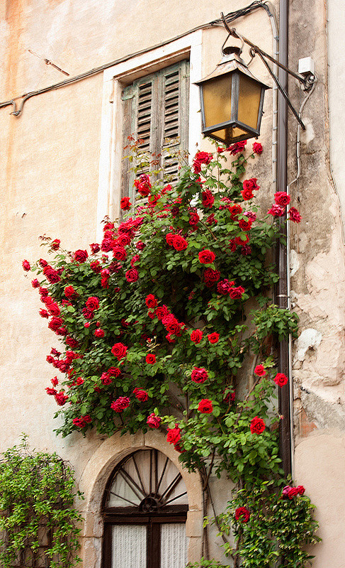 庭院# #花园# #玫瑰# 灬铃兰灬采.