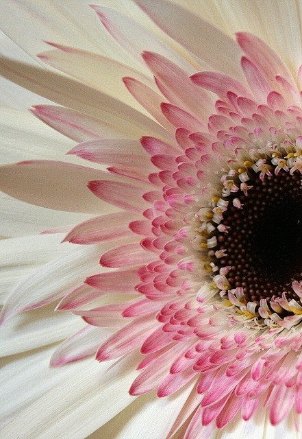 gerbera