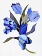 flower : Picture of flowers painted for illustration