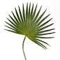 grande feuille de palmier artificiel eventail - vente de feuillages artificiels