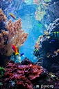 Underwater scene with fish, coral reef Self-Adhesive Wall Mural - Coral reef