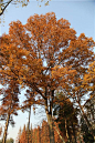 麻栎 Quercus acutissima Carr. 中国植物图像库
