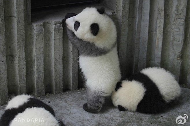  熊猫家园-pandapia
#和滚滚的...