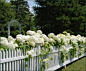 white picket fence, hydrangeas