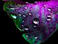 Flower garden on Behance