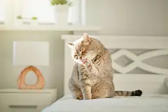 点击来源直接获取大图文件 |猫舔爪子