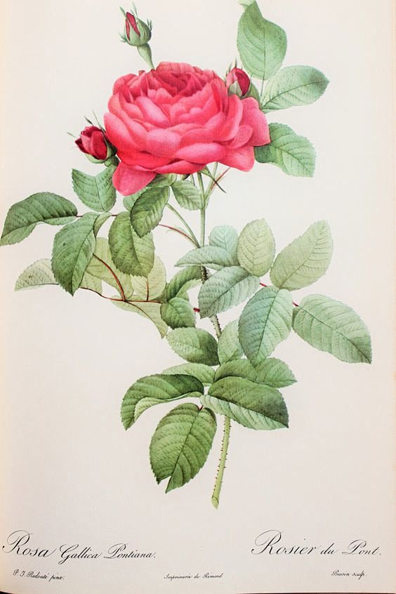 Pierre Redoute Vinta...