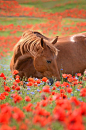 Horse in a Poppy Field