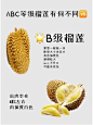 分享如何区分榴莲ABC等级知识