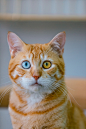 #异瞳大橘猫# 这可能是你见过的第一只近乎全橘的异瞳猫，算是猫中锦鲤了！